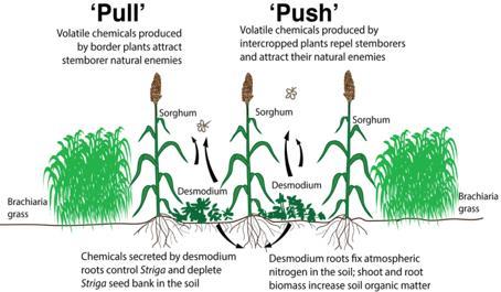 Adaptation of push-pull to climate change Push-pull has