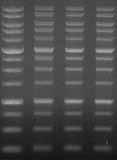 2 ng/µl 1.84 910 ng 82% 2 18.7 ng/µl 1.82 935 ng 85% 3 19.2 ng/µl 1.82 960 ng 87.3% M 1 2 3 GenepHlow TM PCR Cleanup Functional Test Data M 1 2 3 Figure 2.