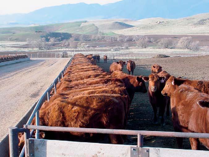 The biological type of cattle in a production system must fit the system and environment in which they are asked to perform.