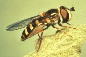Protect Non-target Organisms Hover fly H.