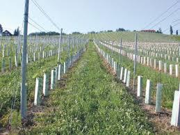 Erosion protection fruit and hops Integrated fruit and hops production Erosion protection for