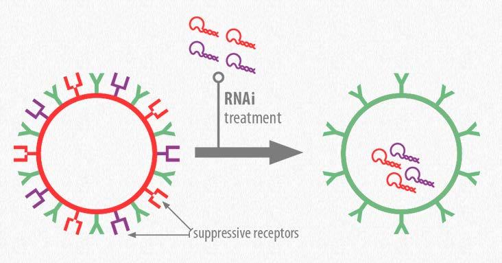 in Adoptive Cell Transfer Modulation of Immune Effector Cells with RNAi Checkpoint Inhibition pre-treatment of cells can be used to silence one or more immuno-suppressive