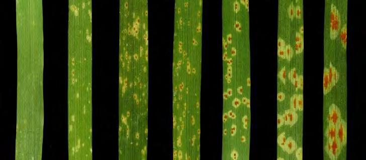 Disease Phenotyping Wild Barley Disease Phenotyping N=150-200 Stem rust (6 races) Leaf rust (12 races) Stripe rust (4 races) Net