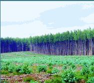 Document Title: Plantation Page: 2 of 6 011 Plantation At the Farm Gate "With the closing down of much of the native forestry industry, we have become dependent on plantations to provide virtually