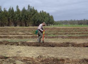 Seedlings are planted in rows typically spaced 4-5 metres apart, with a distance of 2 to 3 metres between each seedling depending on the site condition.