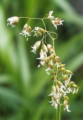 Traditional medicinal plants Sweetgrass and salt