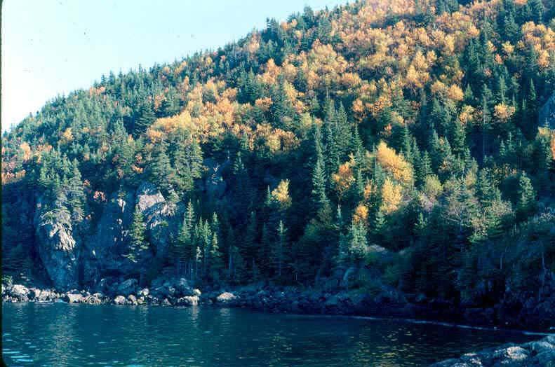 Spruce- Fir- Aspen boreal forest assemblage,
