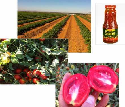 Sustainable tomato production techniques, Spain Overall Objective Ensure sustainable tomato production by establishing a improved management system which includes economic, social and environmental