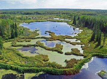 Wetlands on the landbase 85% of Canada s wetlands are in