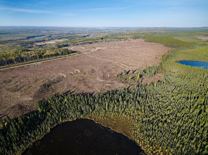 Role of wetlands in forests and forest management Boreal wetlands and upland