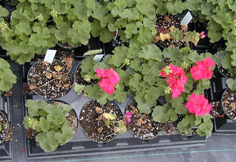 Southern Wilt of Geranium Lethal disease with no curative