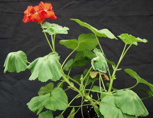 Introductions of R3bv2 with greenhouse production of geraniums occurred in 2003 and 2004, introduced from Kenya and from Guatemala, which were eradicated.