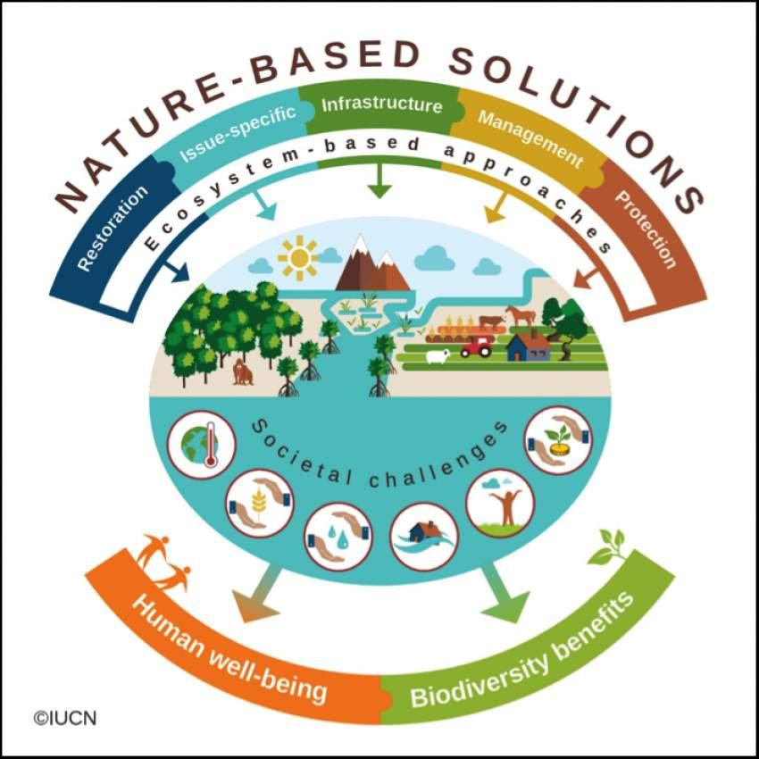 Agenda Introduction to natural and nature-based solutions Approaches, case studies, and resources Considering natural and nature-based solutions for