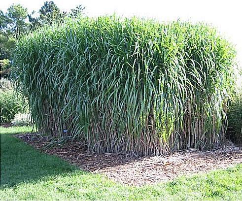 Miscanthus giganteus In the last 15-20 years it has attracted a lot of interest as a potential feedstock for
