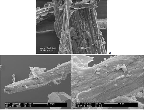 Sub-critical Water Mediated Hydrolysis - Cellulose SEM Images Fibres structure has been preserved and the majority of lignin has been