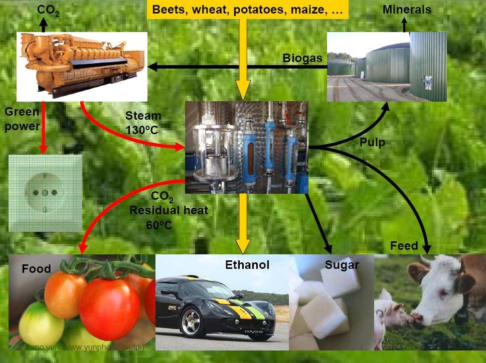 3. Example / Whole Crop BR Grain biotechn.