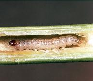 MON810 is resistant to corn borer Historically