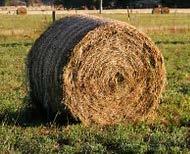 Hay Testing A Wise Investment Posted on December 1, 2017 by kyforagenews The Kentucky Department of Agriculture has an excellent hay and haylage testing program.