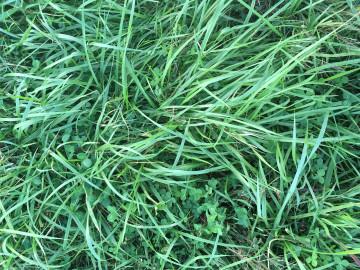 Green is Good, Brown is Bad: Evaluating Pastures in the Fall For producers with cool season grass pastures, fall (especially after frost) is an excellent time to quickly evaluate the health and