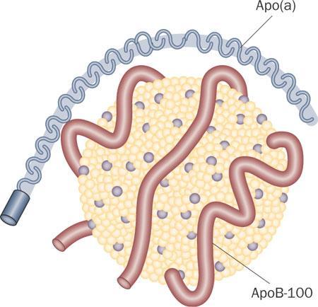 Introduction Lipoproteins are submicroscopic particles composed of lipid and protein held together by noncovalent forces.