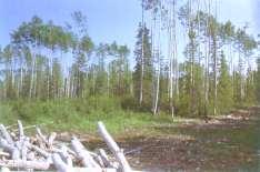 Trends in Aspen-Spruce Mixedwood Management Current emphasis is on retaining intimate mixtures of