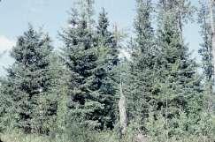 management objectives White spruce understory protection through variable retention such as patch