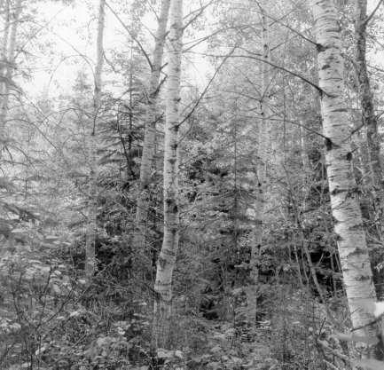 White Spruce in Dense
