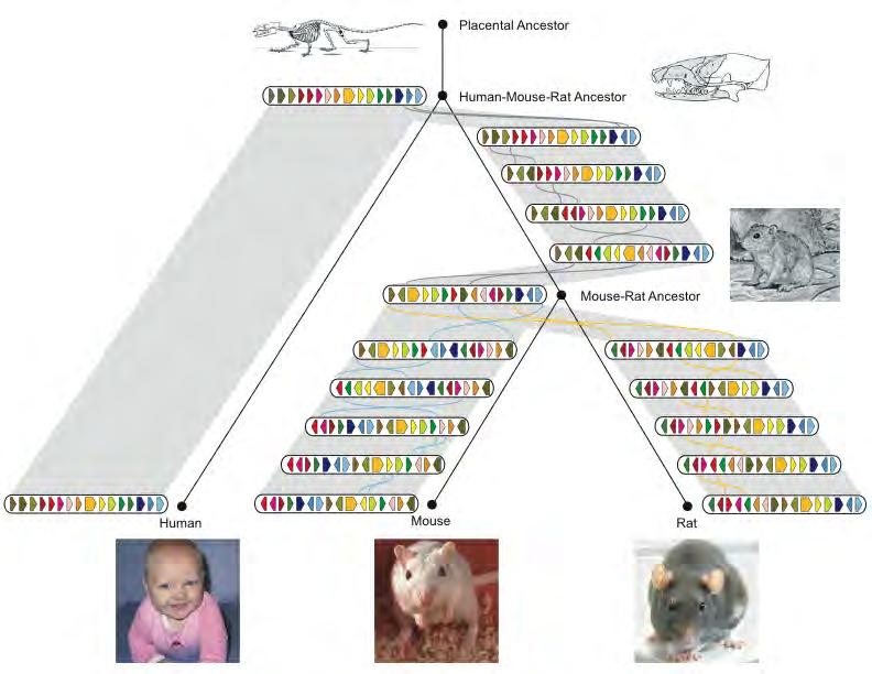 History of Chromosome X Hypothesized reversals Rat