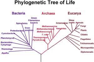 Building the Tree of Life Scientists build phylogenetic trees to help understand