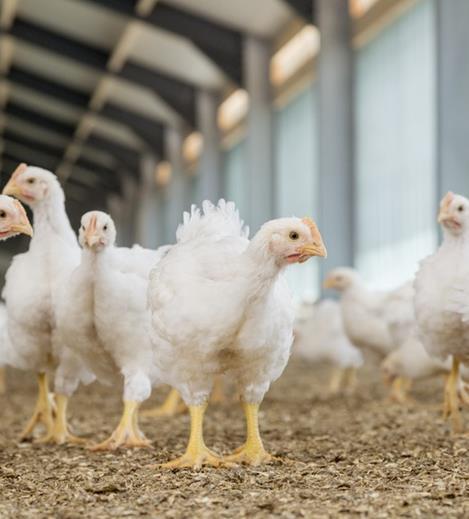 Mid-large Broiler integrators +25 million chicken/year Home mixing farmers + 400 000 layers Professional to Highly professional Have a tendency to do everything themselves Price buyers.