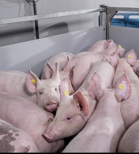 Swine Integrators + 10k Sows Professional Swine Farmers + 1k Sows Americas, China, Russia and Europe Highly Professional,