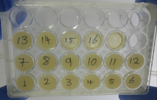 Befor After (1 and 2) displayed low biofilm growth, while three isolates (7, 9 and 12) displayed medium
