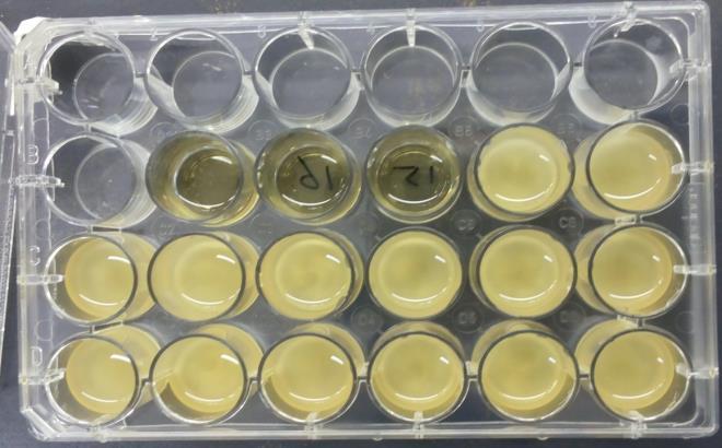 Figure 2: Bacterial growth (1:100 dilution inoculates) before and after 24 hours of incubation in 1 ml