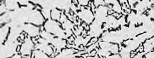 10 µm Figure 8.