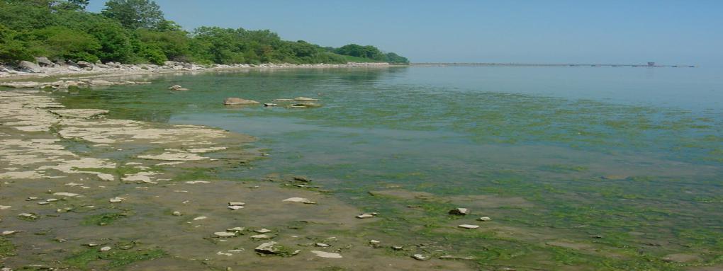 Status of Nearshore Waters Cladophora in eastern basin reminiscent of 1970s Benthic mat-forming blue-green algae and Microcystis reported in the west basin Increased costs to water treatment plants