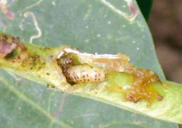 In Bangladesh, the damage to lablab bean was 18%, even in pesticide-sprayed fields, and about 25% pod damage in yard-long bean was estimated in Indonesia.
