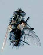 These two parasitoids could act synergistically, complementing the performance of each other, since they prefer different stages of the host insect. The parasitoid P.