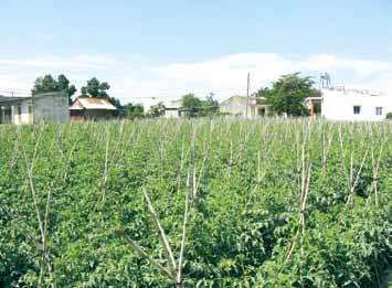 This constitutes an appreciable income for laborers engaged in the industry as this represents approximately 35% increase above the A grafted tomato production farm in Lam