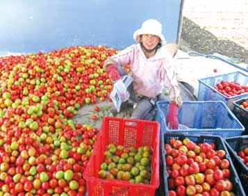 Grafting technology indeed has increased tomato productivity, household incomes and created job opportunities at tomato production areas of southern Vietnam.
