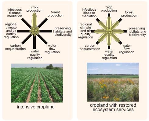 Vegetation Ecology, University of Vienna Trade-offs: common to land use Hypothesized relationships of agricultural production and biodiversity