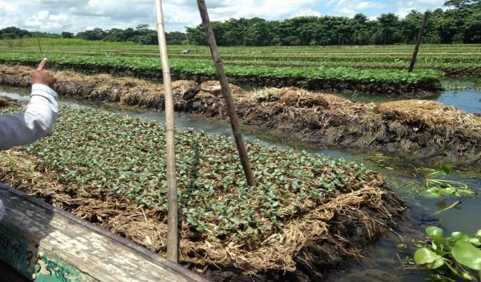 and use of the degraded floating bed as fertilizer Require low energy