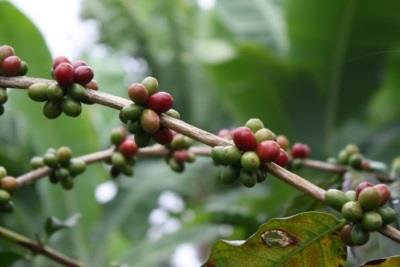 coffee/fruit trees as well as staple crops Provide natural sun shades and micro-climate for favourable conditions to