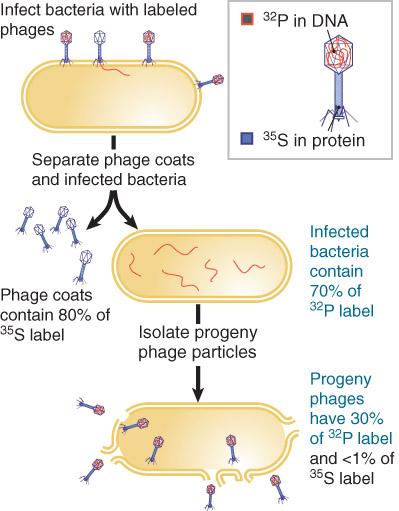 The genetic material of phage T2 is