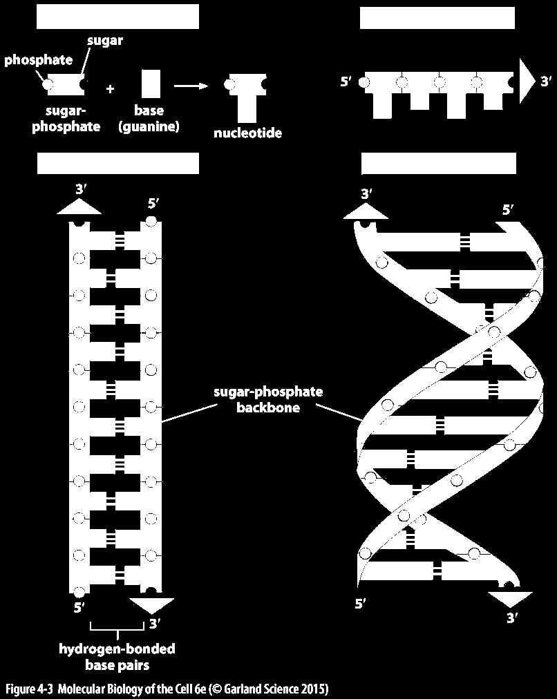 DNA Is a Double Helix DNA contains the four bases: A spiral consisting of two strands in the