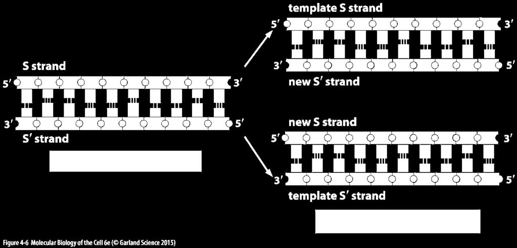 The sequences of the daughter strands are determined by complementary base pairing with separated parental strands.