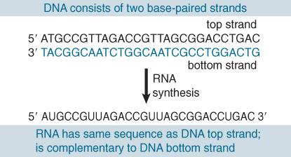 Open reading frame (ORF) A sequence of DNA consisting of triplets that can be translated into amino acids starting with an initiation codon and ending with a termination codon.