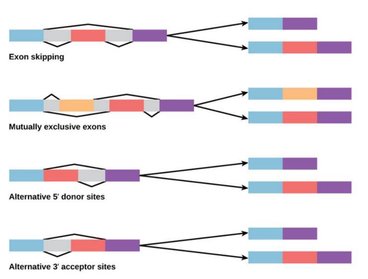 o Alternative RNA splicing. Can result in different proteins from the same primary RNA transcript, which may be more suited to the cellular needs in different tissues/organs.