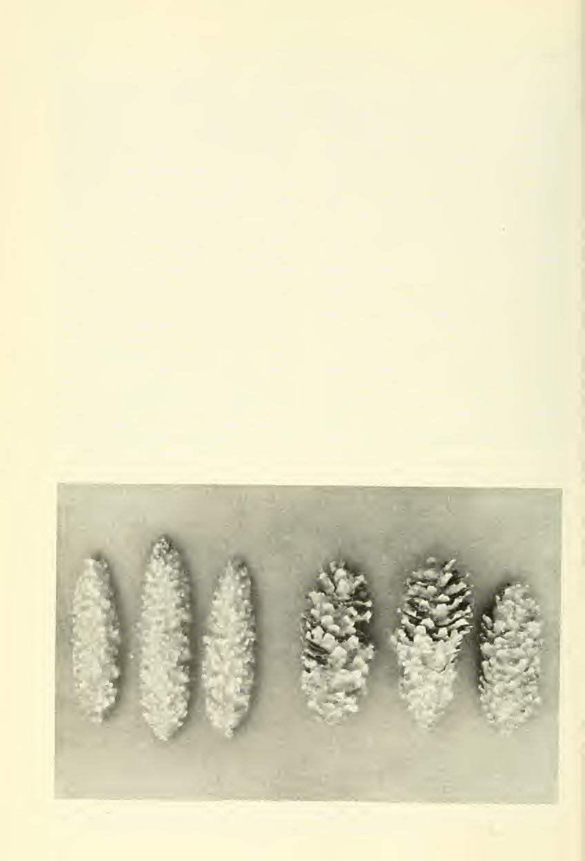 270 Great Basin Naturalist Vol. 42, No. 2 coincidence of susceptible cones, favorable moisture, and fungus inoculum is also probably infrequent.