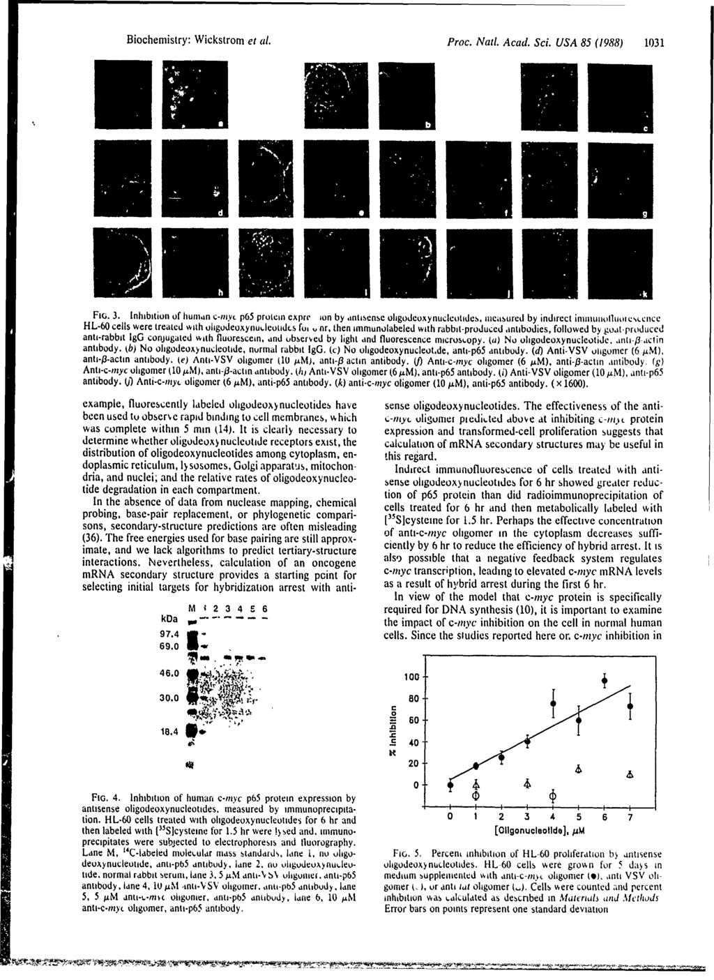 Biochemistry: Wickstrom et al. Proc. Nall. Acad. Sci. USA 85 (1988) 1031 FIG. 3.