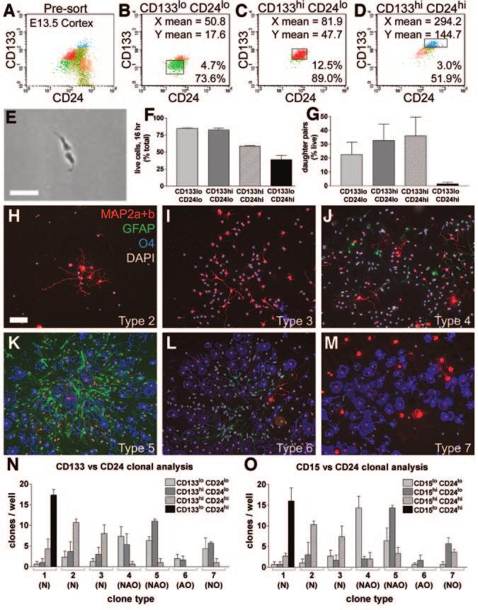 1568 CNS Cell Dissociation and Flow Cytometry Figure 6. Prospective isolation and clonal analysis of fetal mouse cortical cells.